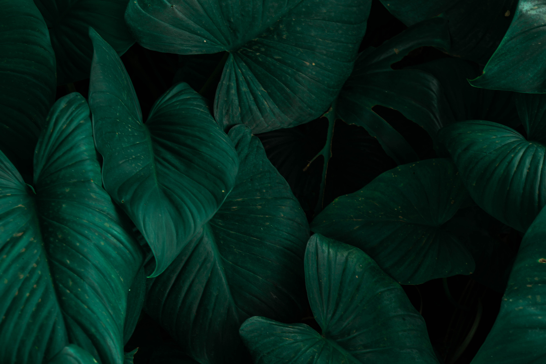 Nature Background Homalomena leaf